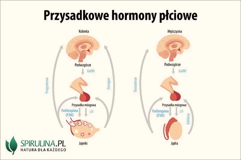 Czy hormon przysadki ma wpływ na regulację pracy tarczycy?