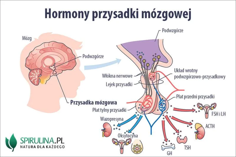 Hormon przysadki