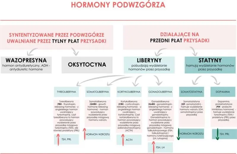 Regulacja pracy tarczycy